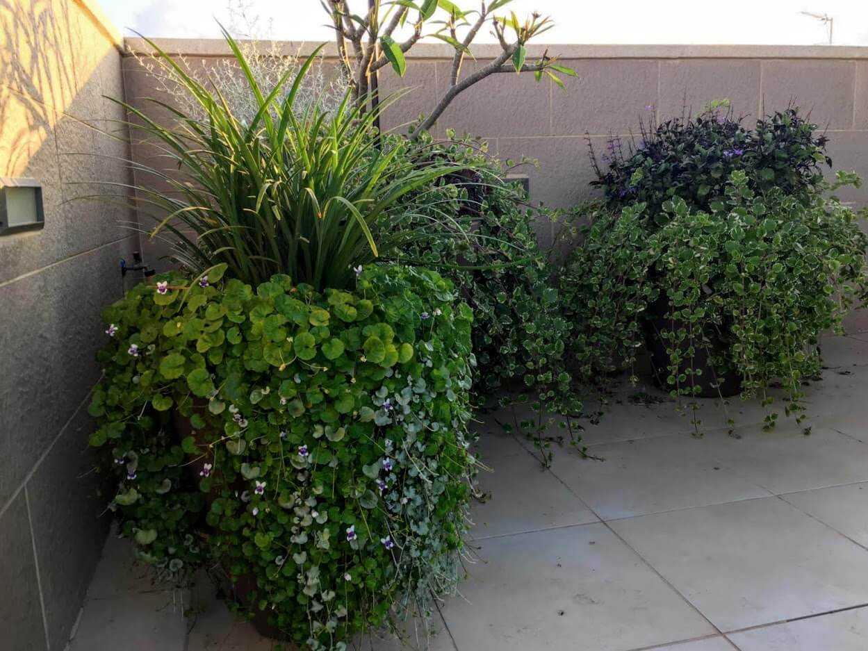 כיצד לשלב צמחים באדניות המרפסת?
