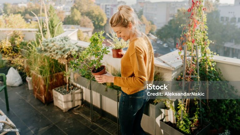 איך לשפר מראה הצמחים במרפסת